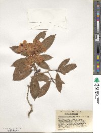 Rhododendron araiophyllum image