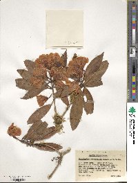 Rhododendron araiophyllum image