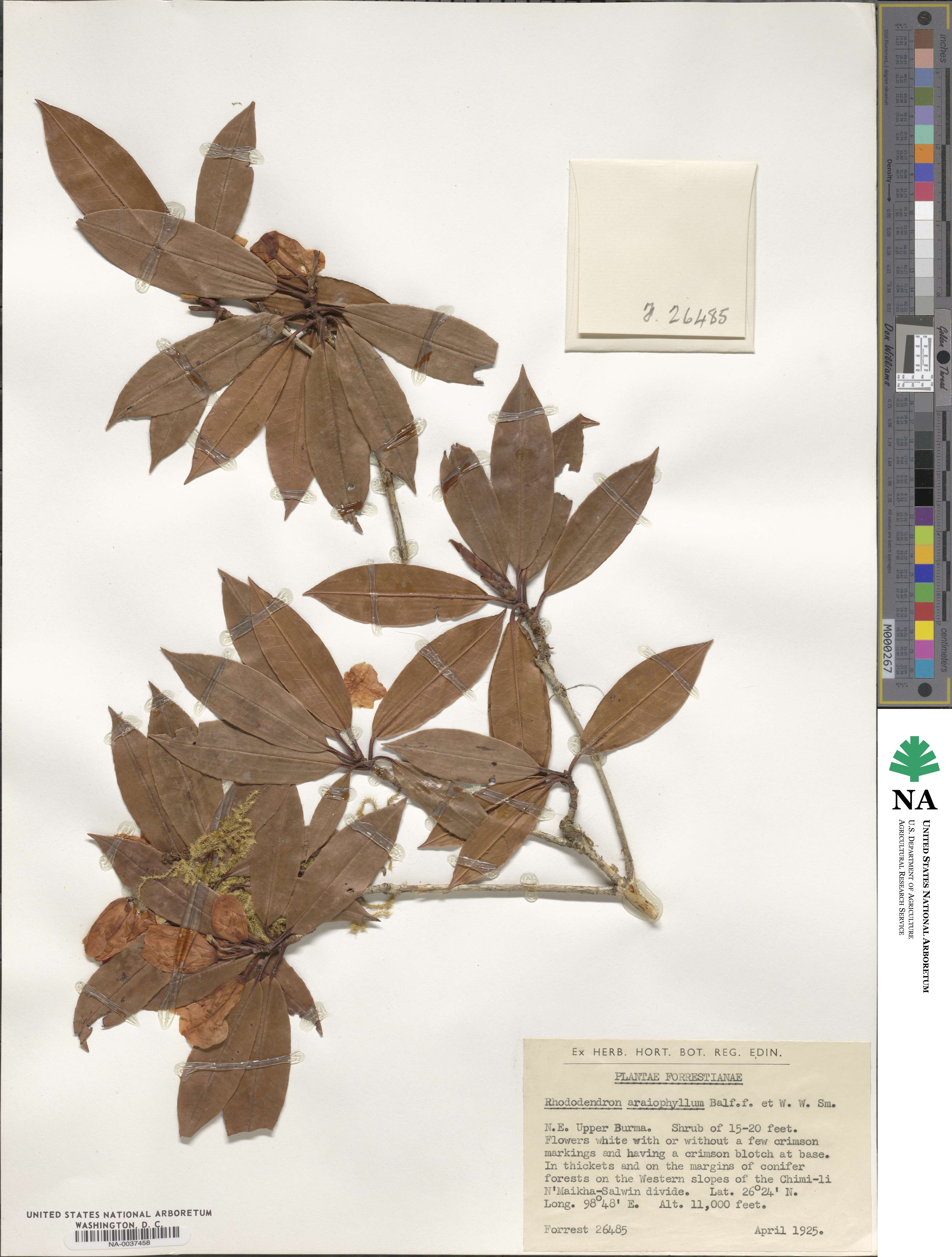 Rhododendron araiophyllum image