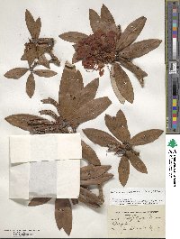 Rhododendron delavayi image