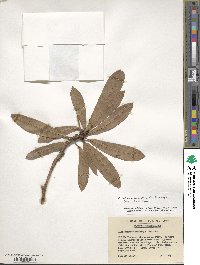 Rhododendron delavayi image