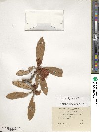 Rhododendron delavayi image