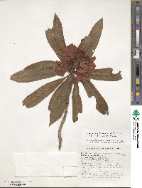 Rhododendron delavayi var. peramoenum image