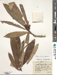 Rhododendron delavayi image