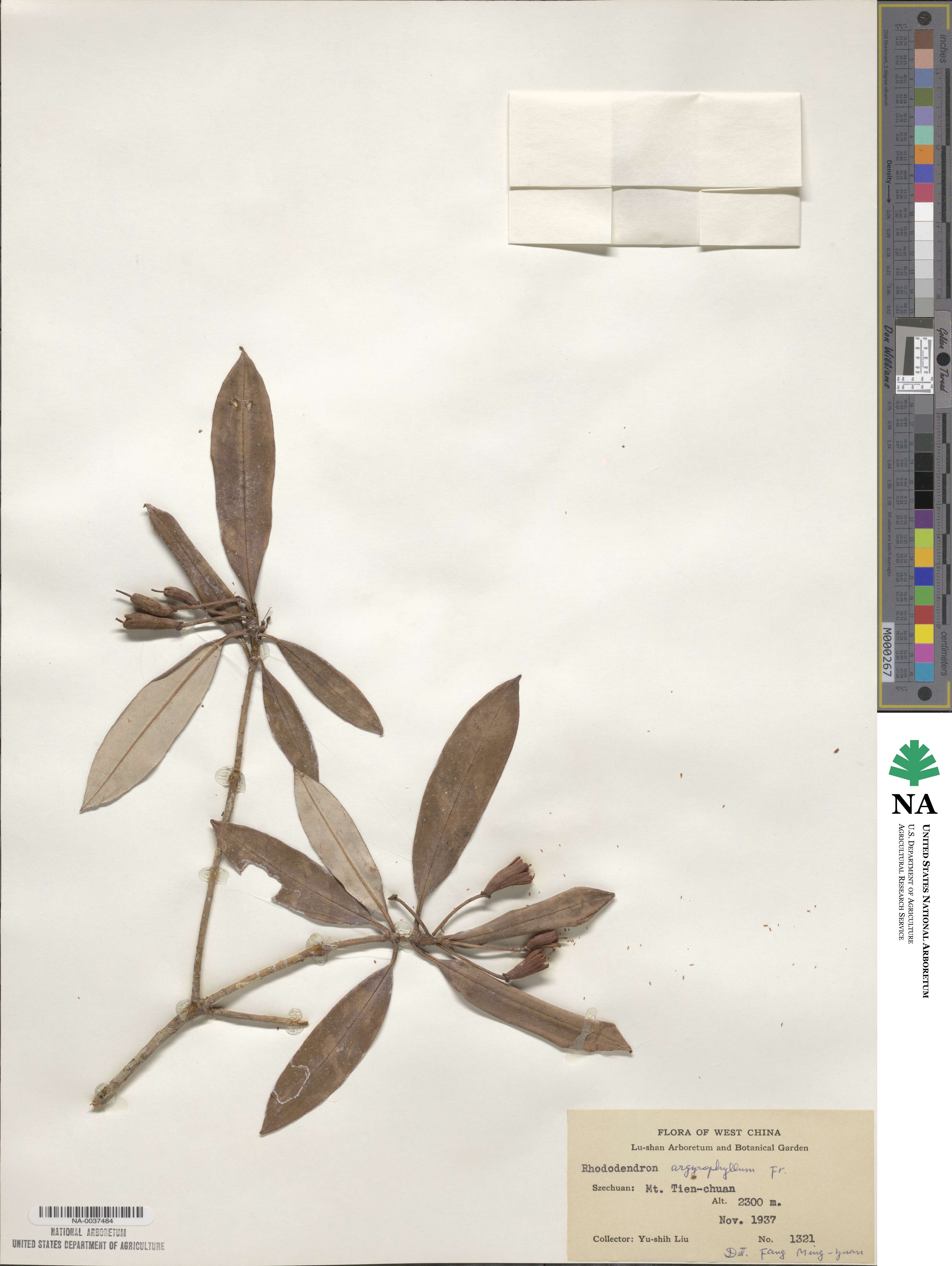 Rhododendron argyrophyllum image