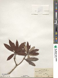 Rhododendron argyrophyllum image