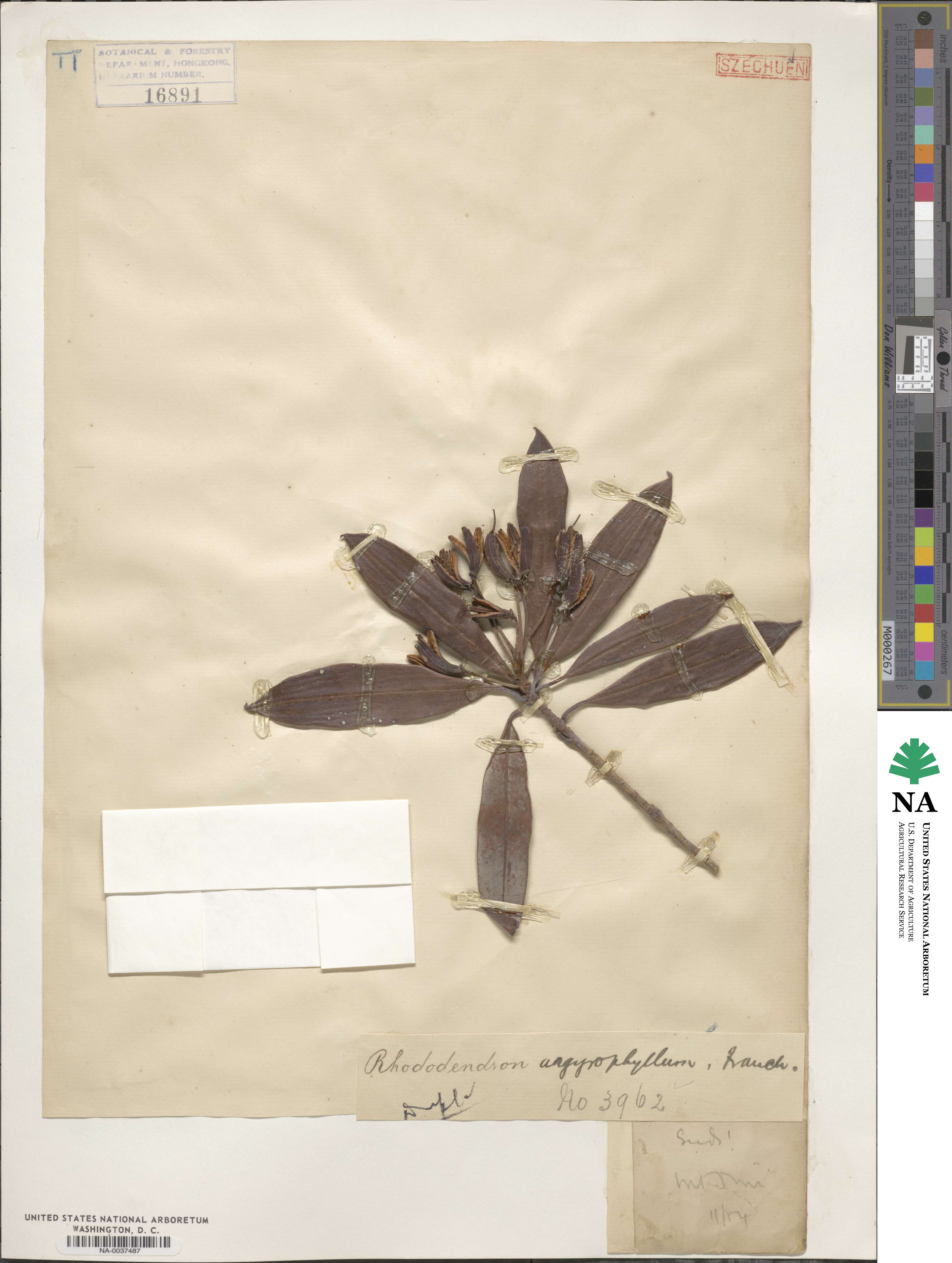 Rhododendron argyrophyllum image