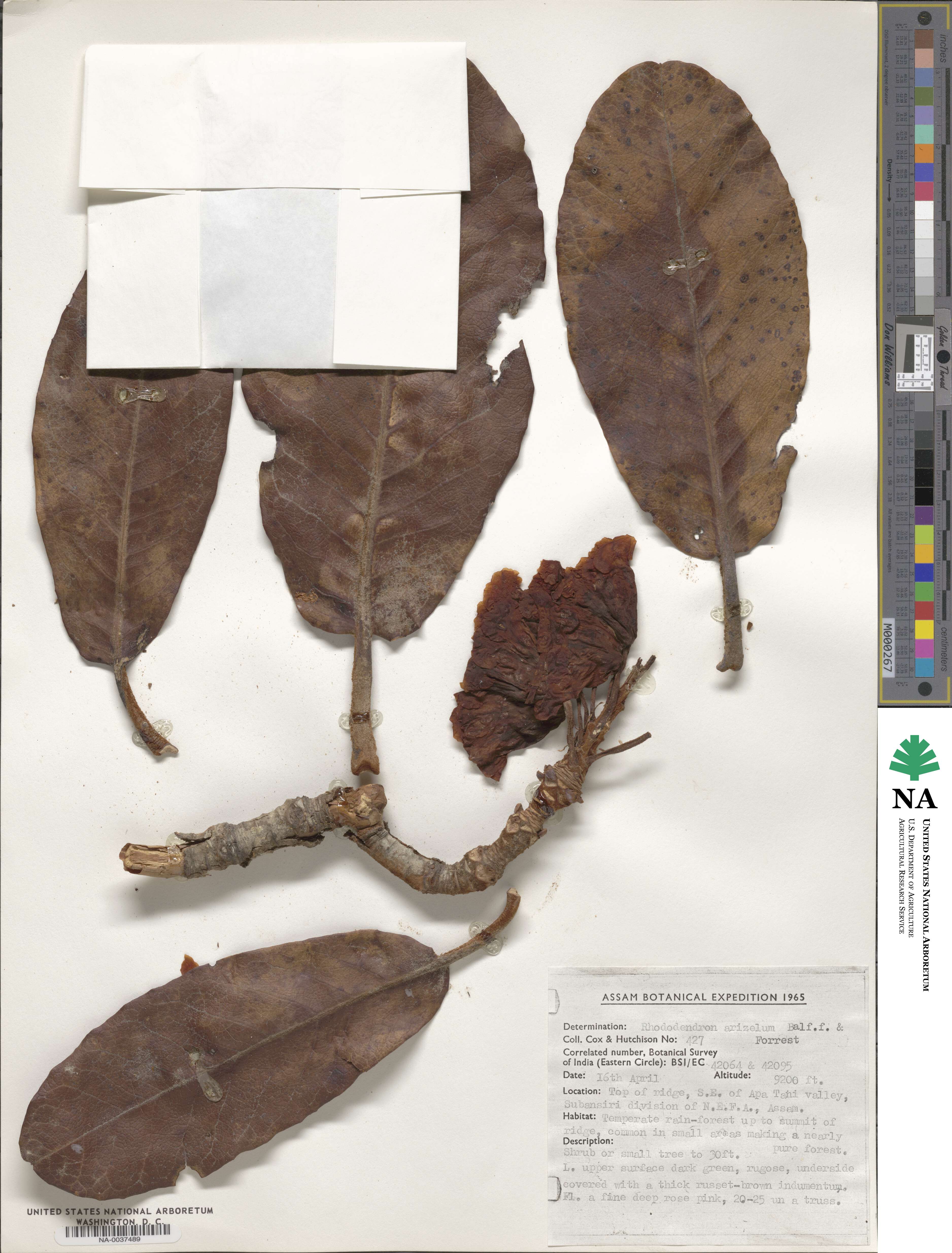 Rhododendron arizelum image