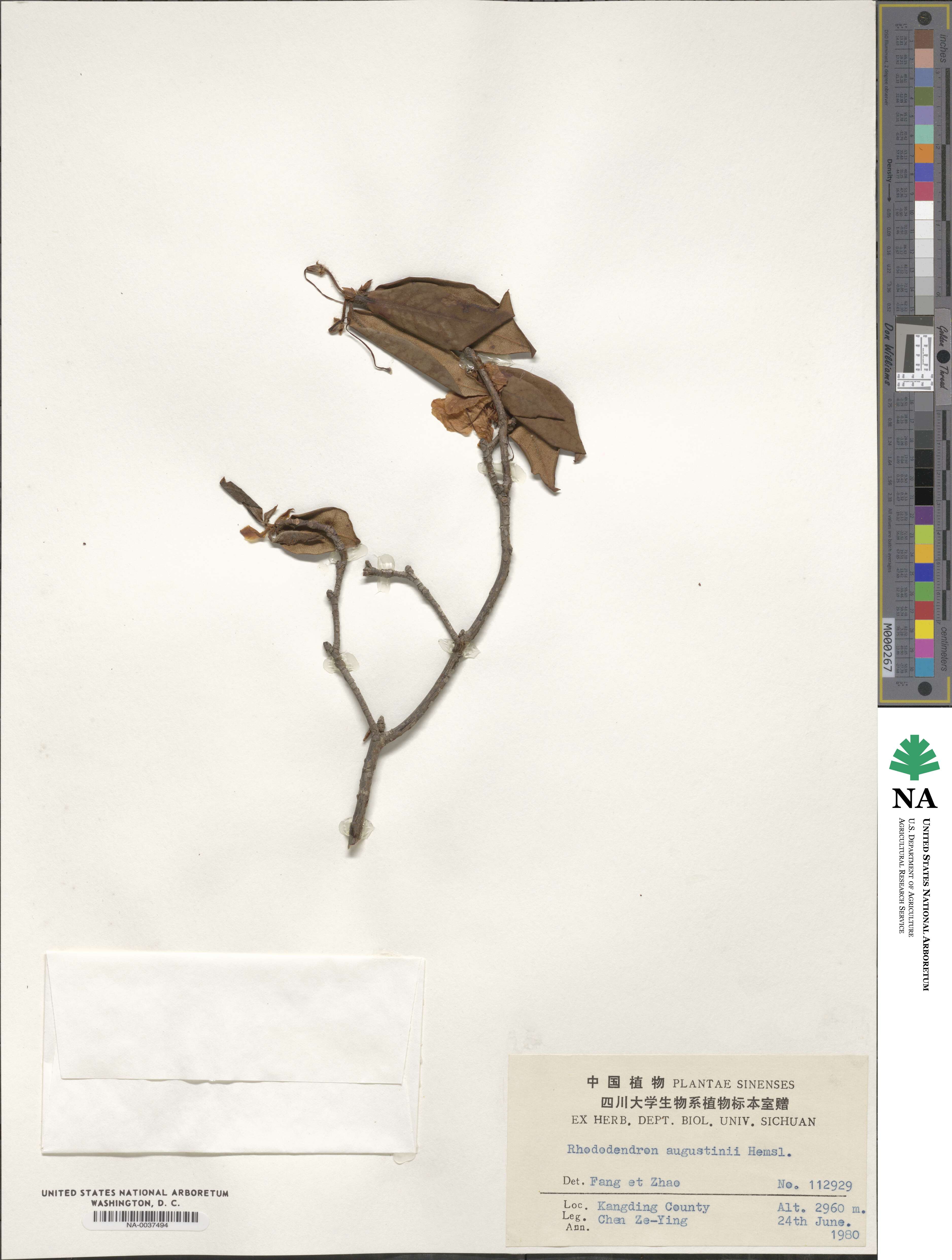 Rhododendron augustinii image