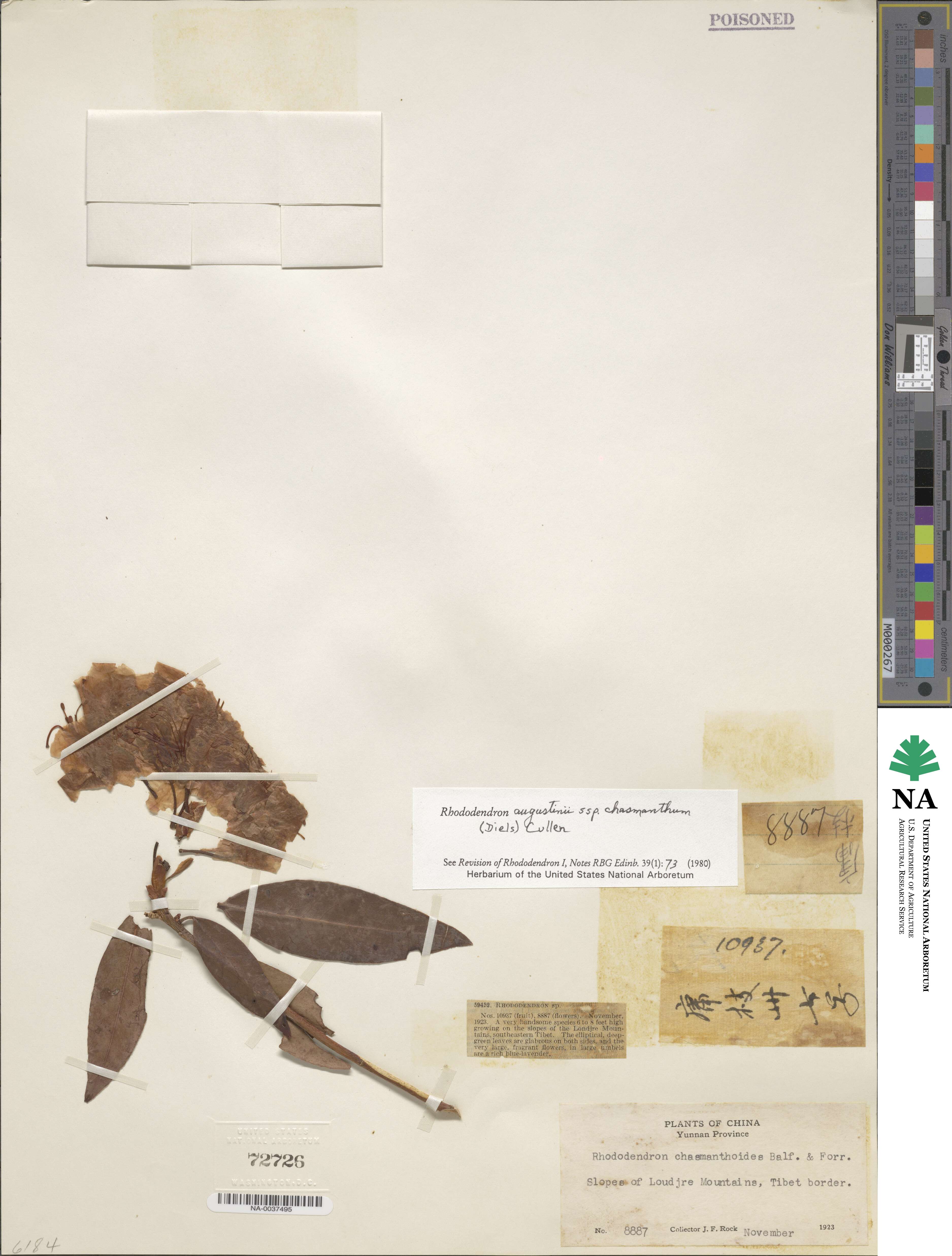 Rhododendron augustinii subsp. chasmanthum image