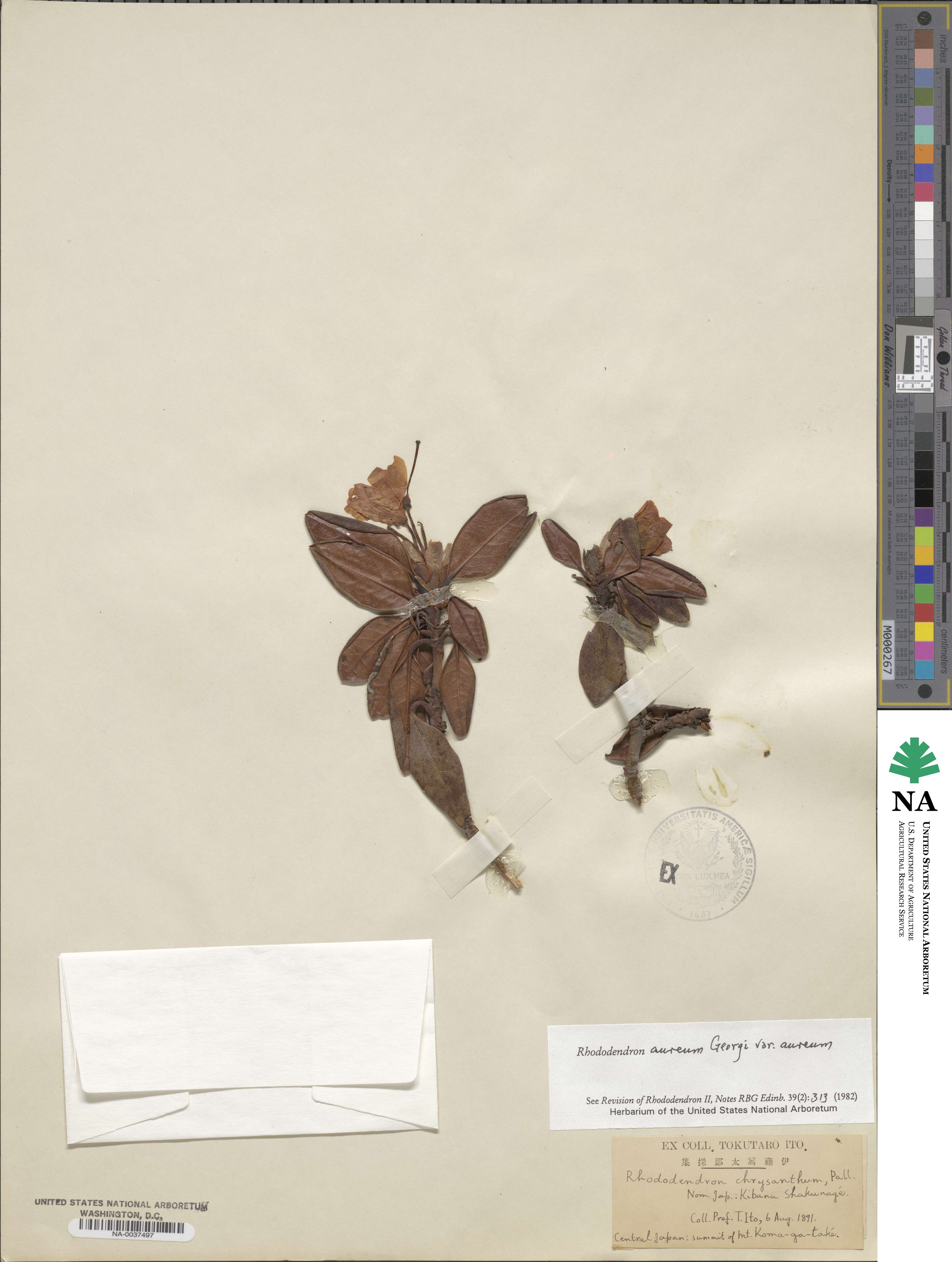 Rhododendron aureum image