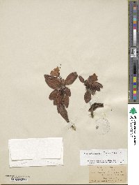 Rhododendron aureum image