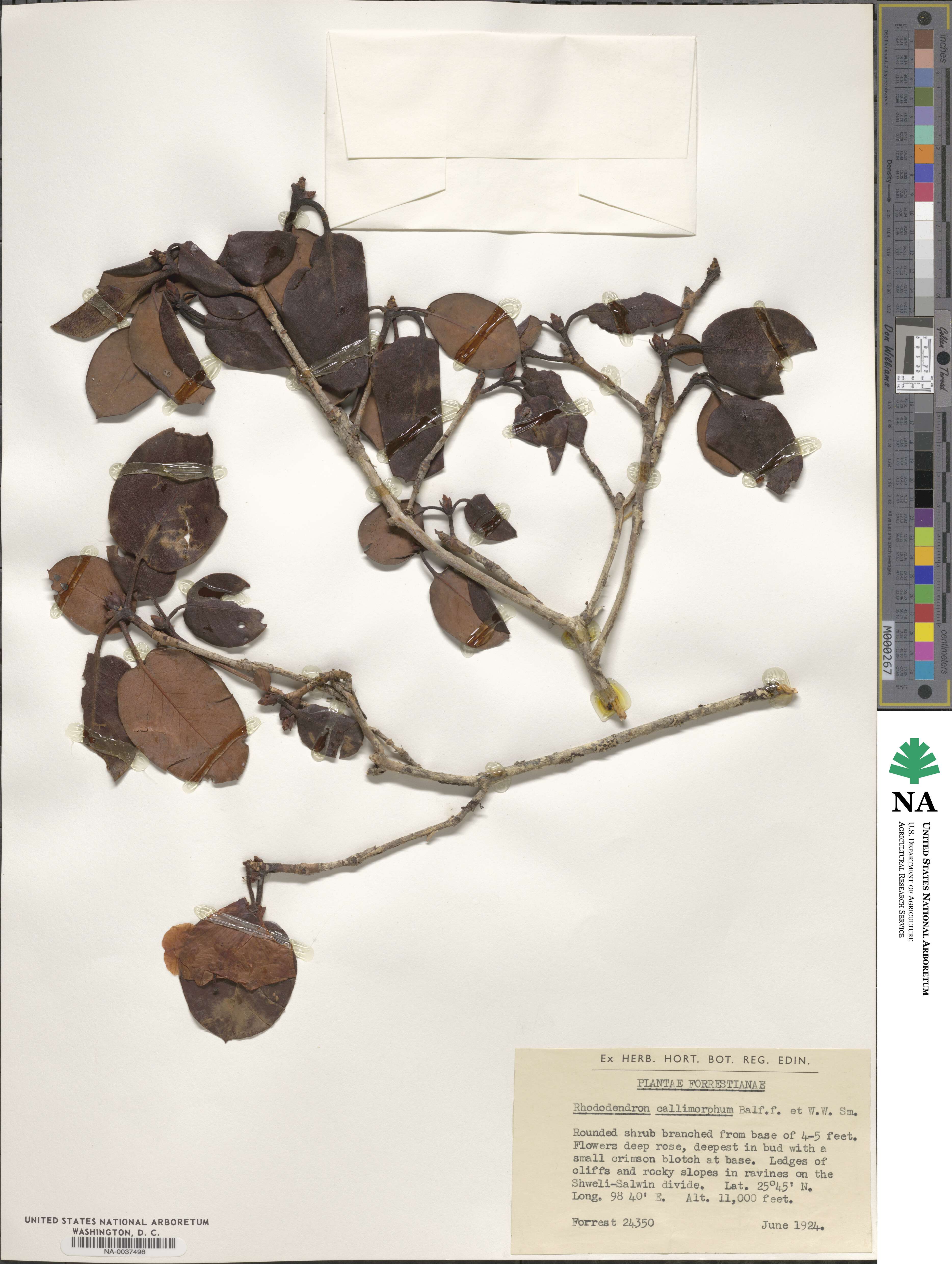 Rhododendron callimorphum image