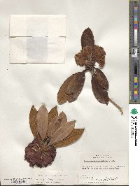 Rhododendron campanulatum image