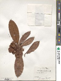 Rhododendron campanulatum image