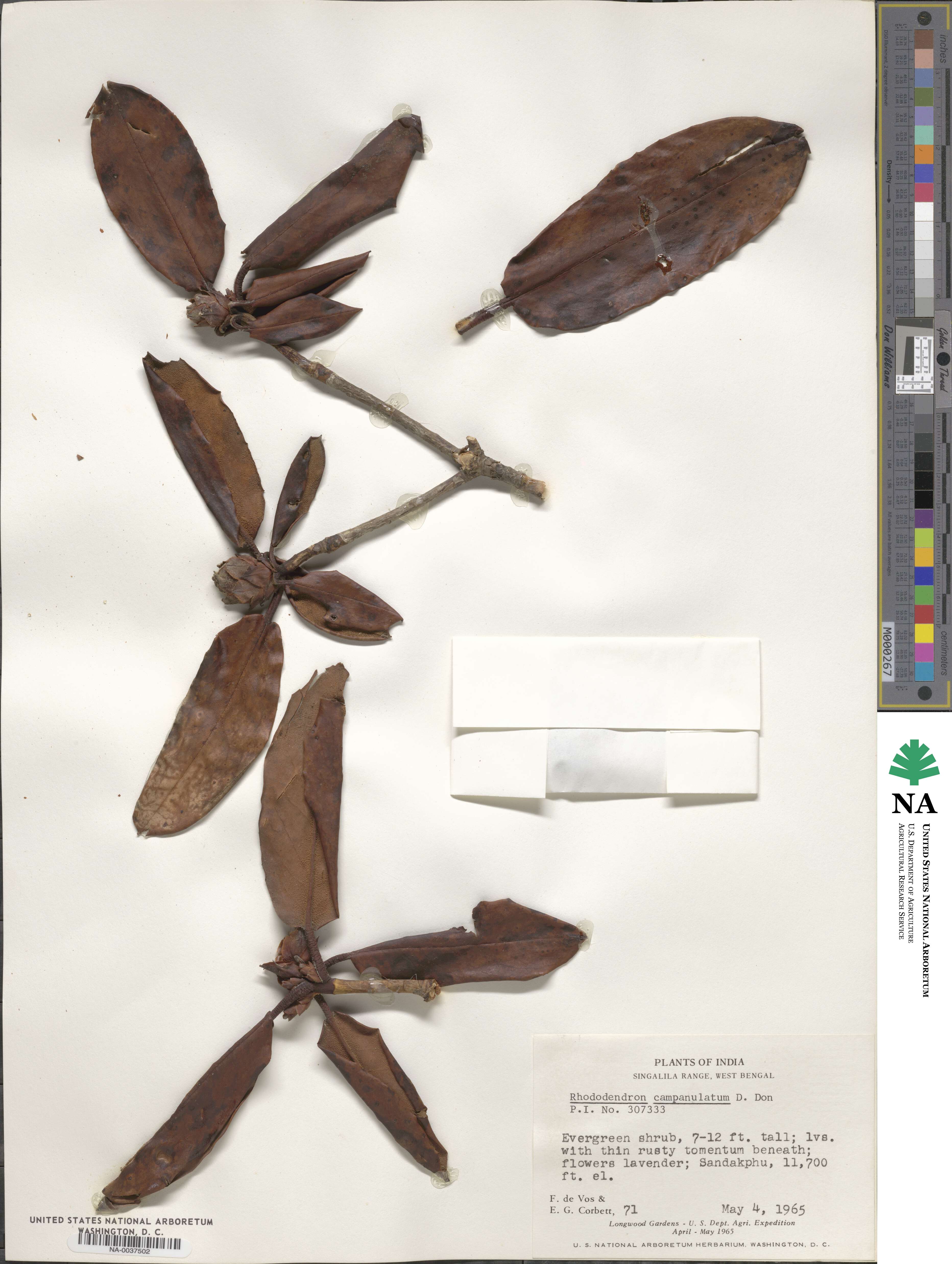 Rhododendron campanulatum image