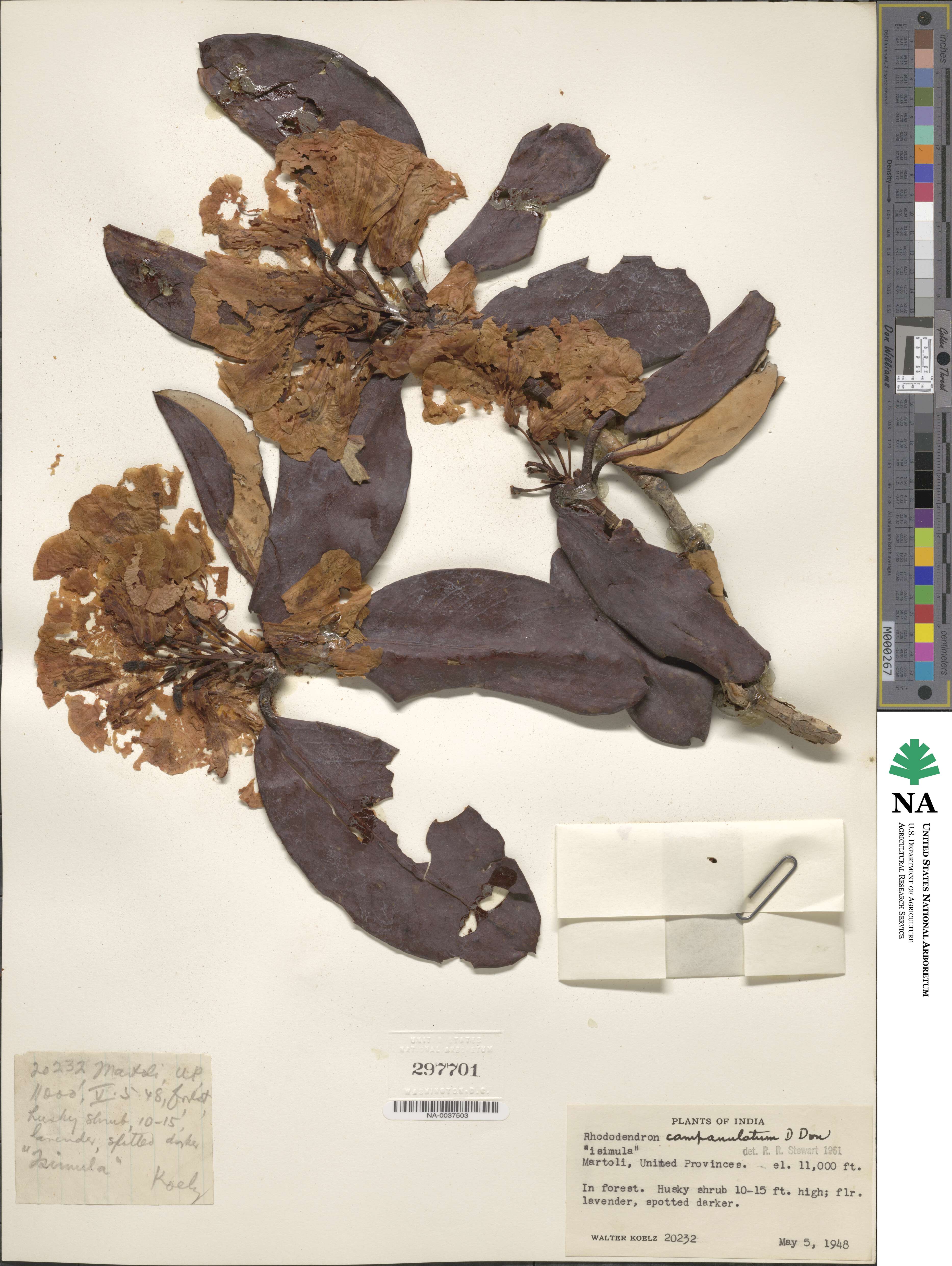 Rhododendron campanulatum image