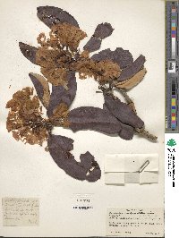 Rhododendron campanulatum image