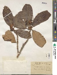 Rhododendron campanulatum image