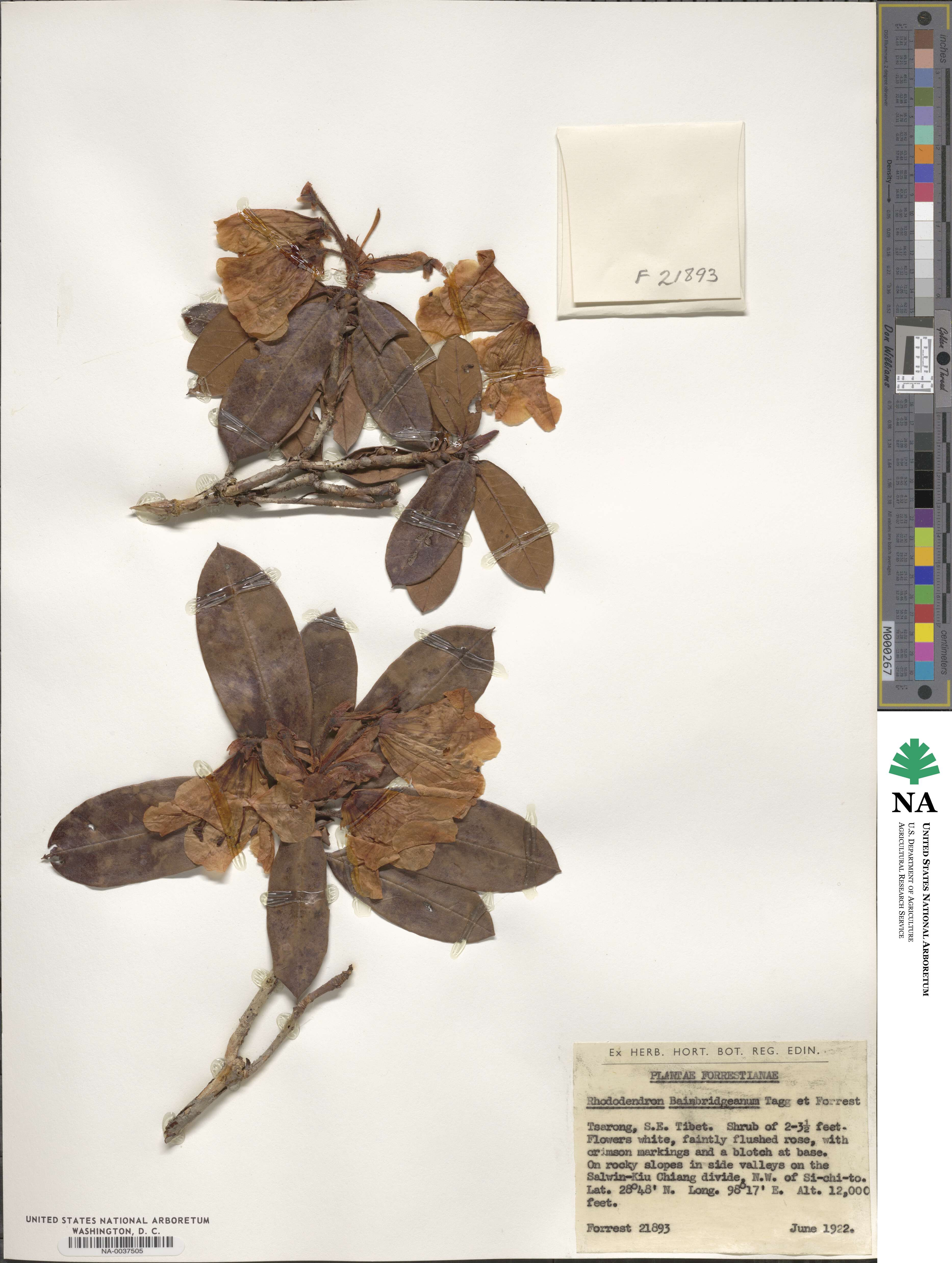 Rhododendron bainbridgeanum image