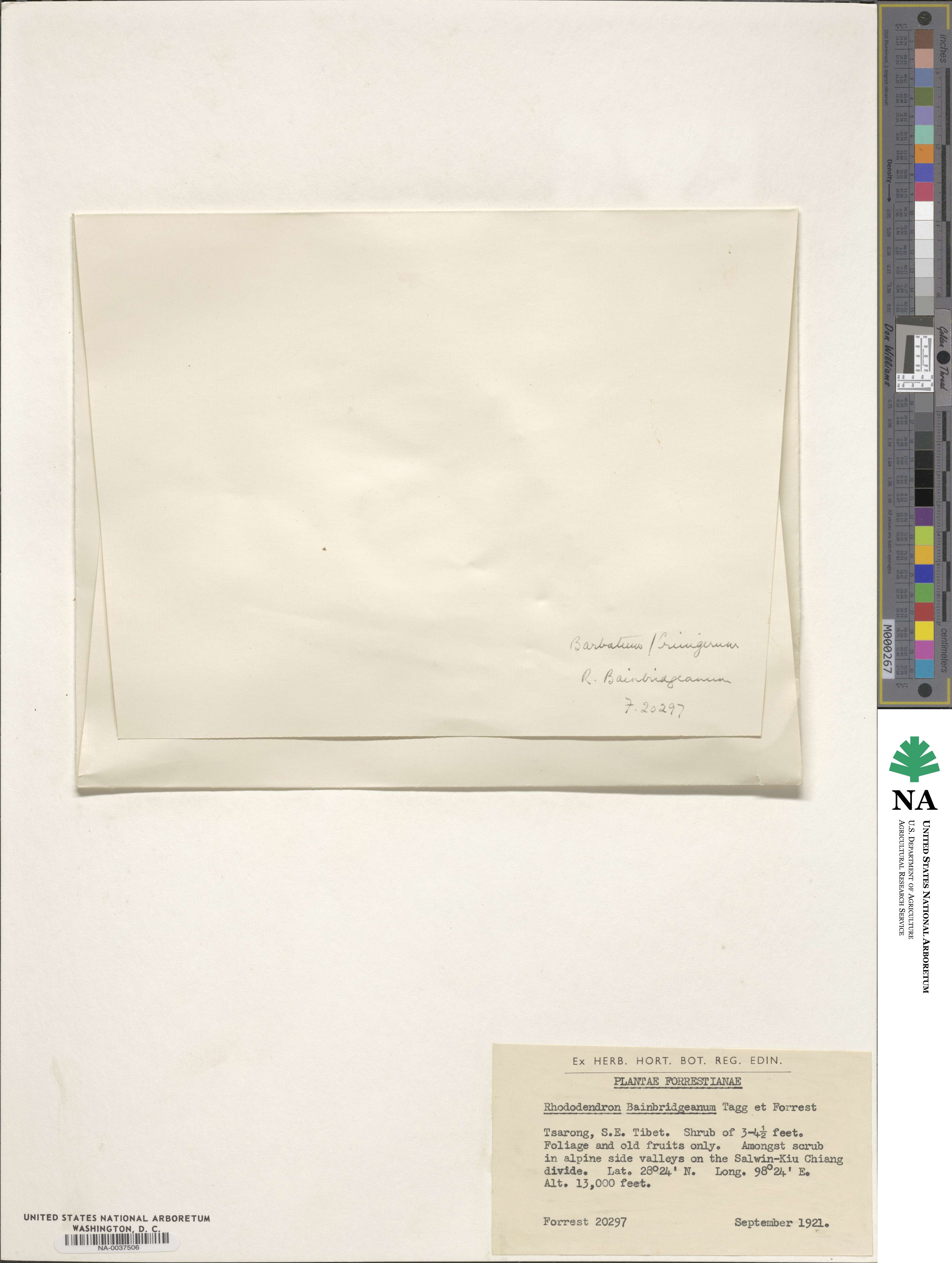 Rhododendron bainbridgeanum image