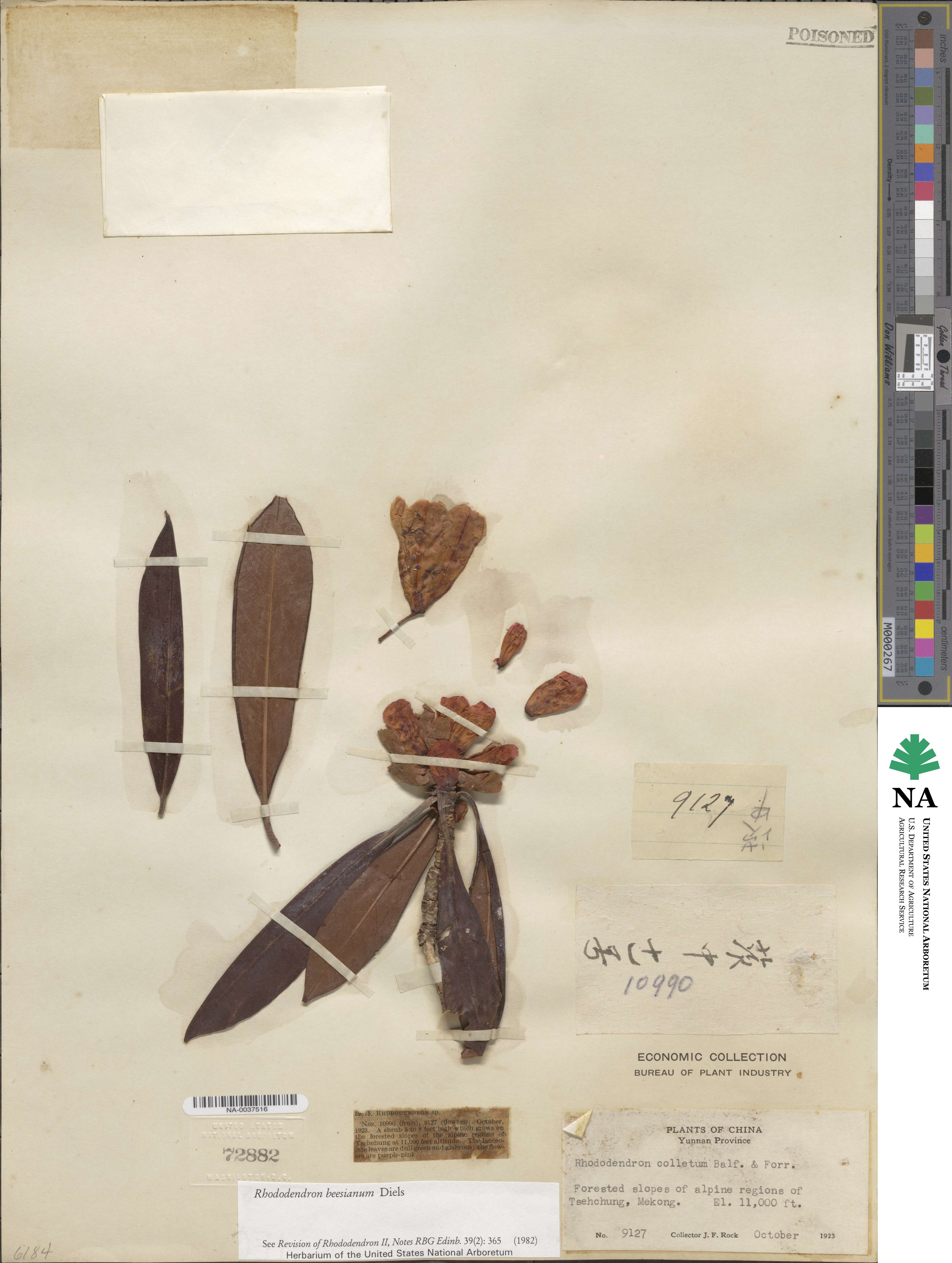 Rhododendron beesianum image