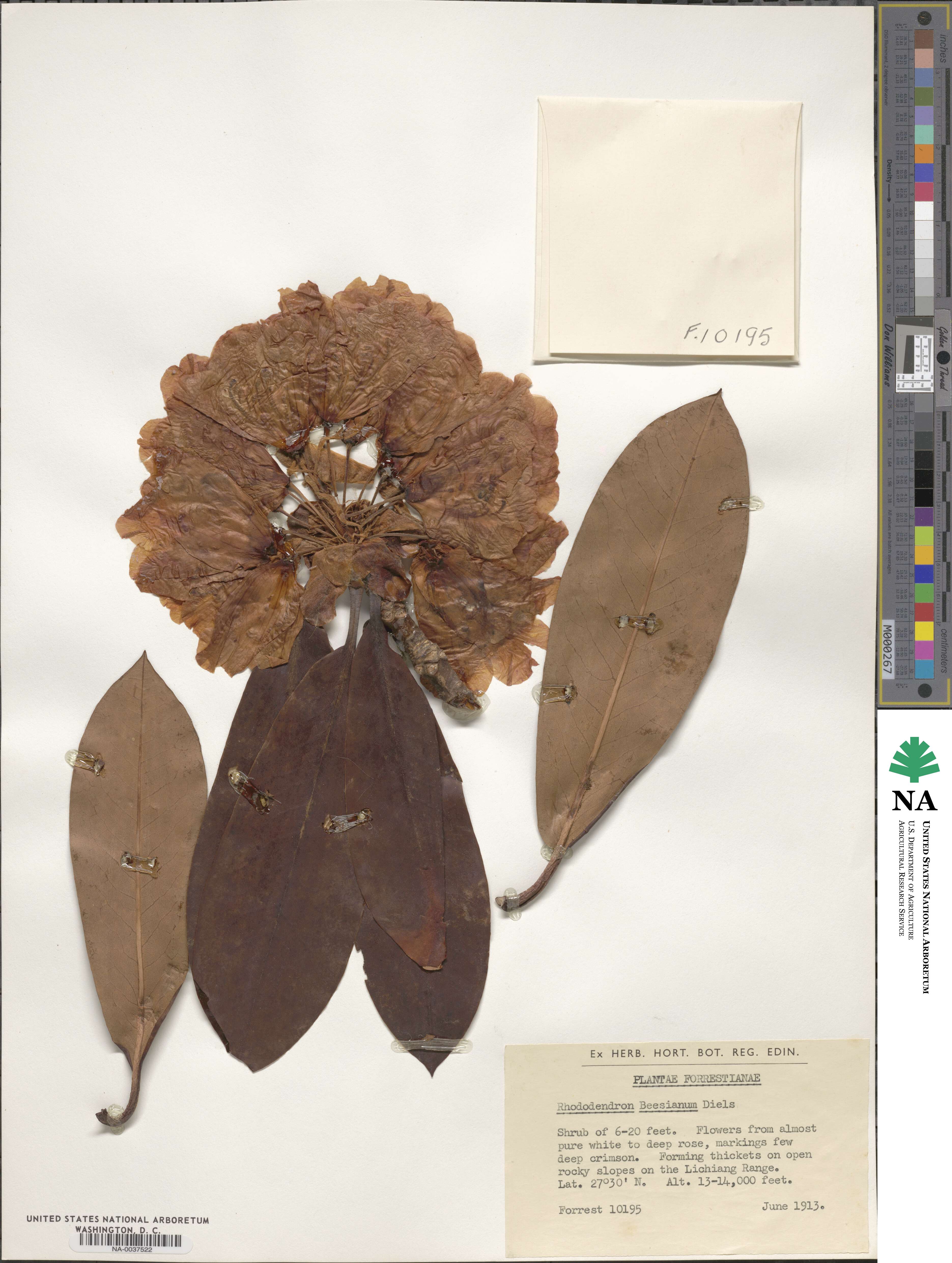 Rhododendron beesianum image