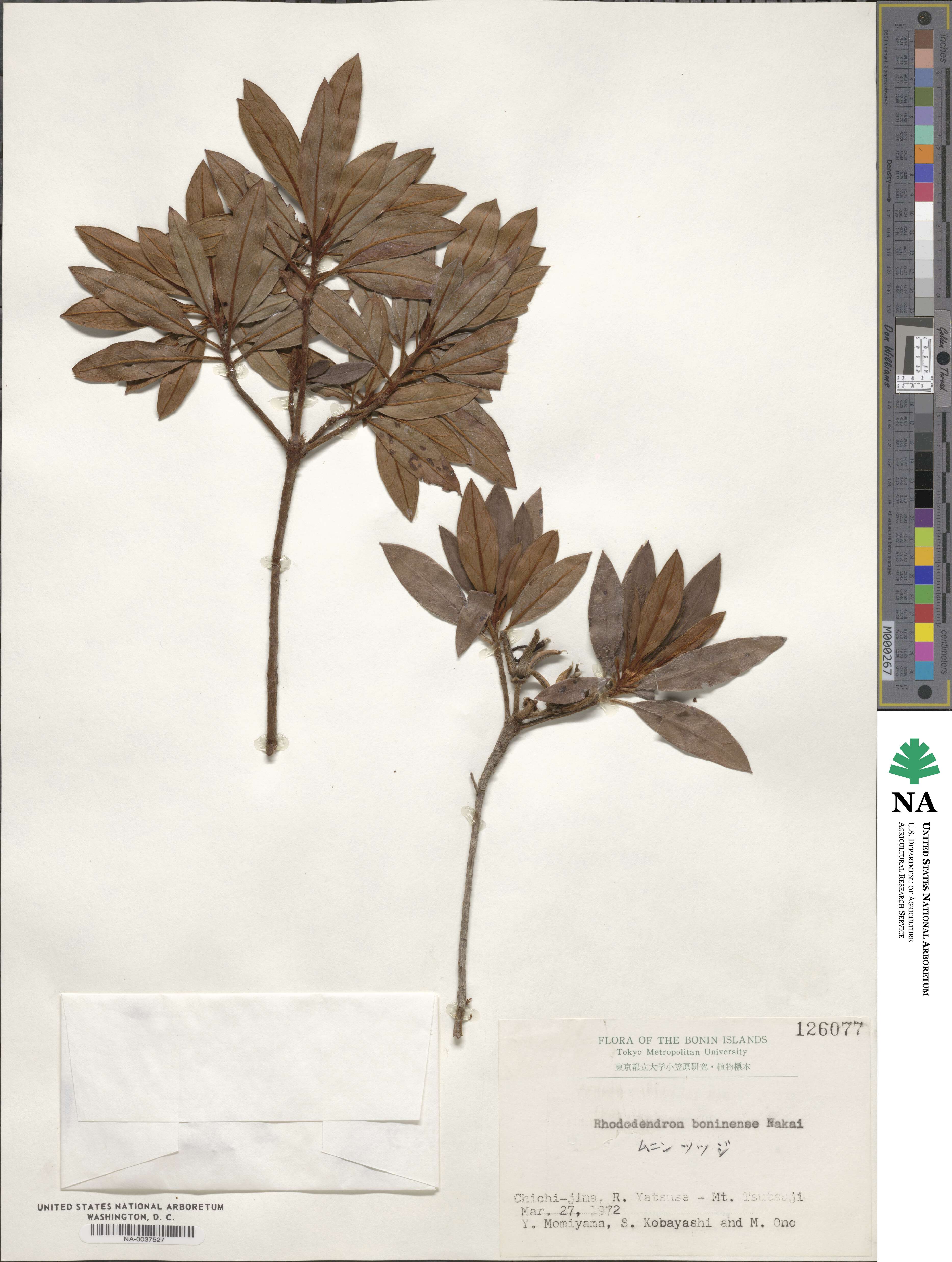 Rhododendron boninense image
