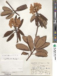 Rhododendron brachycarpum image