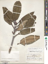 Rhododendron brachycarpum image