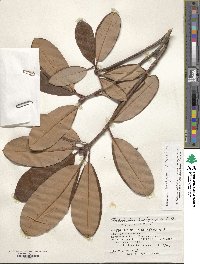 Rhododendron brachycarpum image