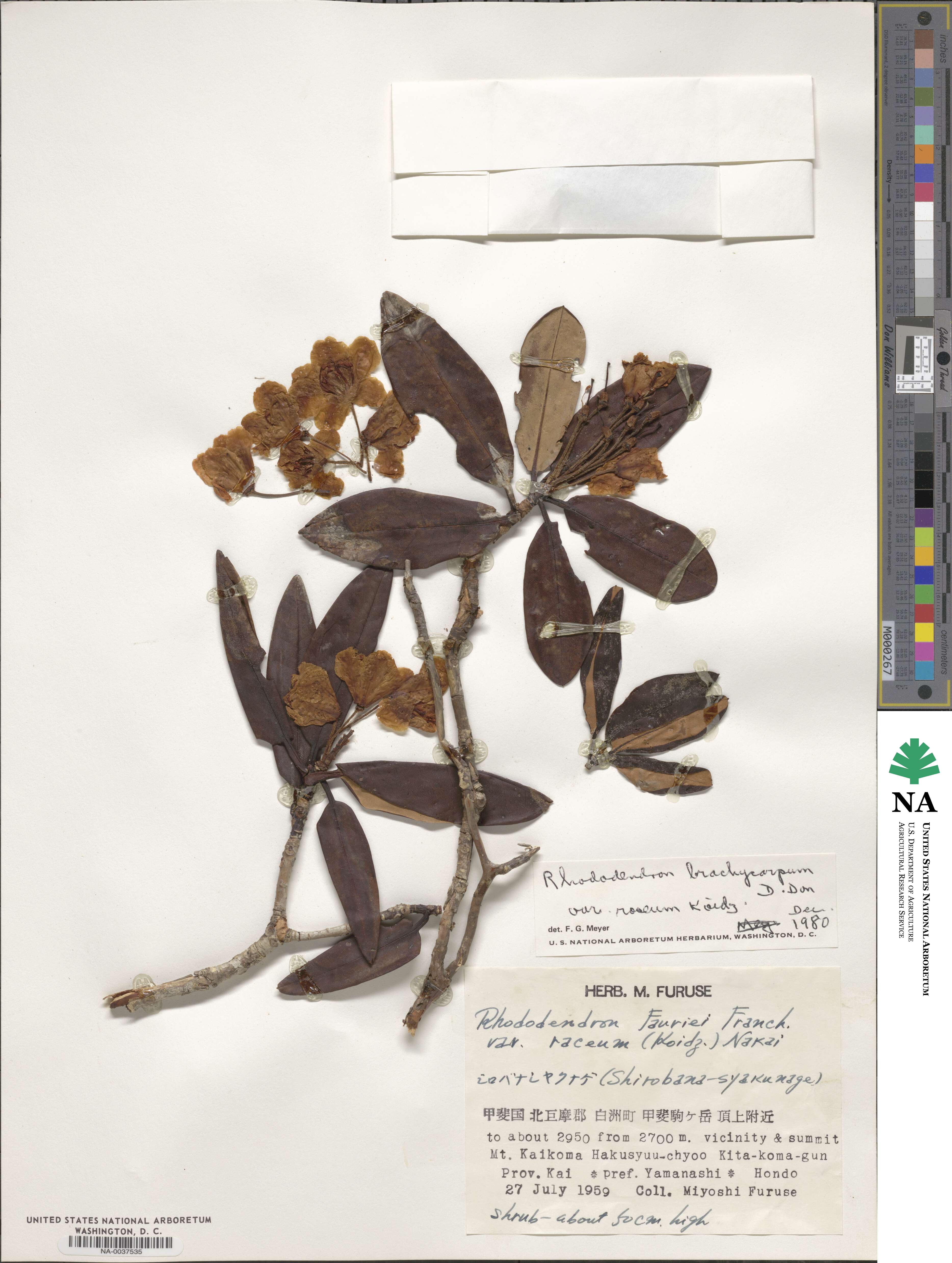 Rhododendron brachycarpum subsp. brachycarpum image