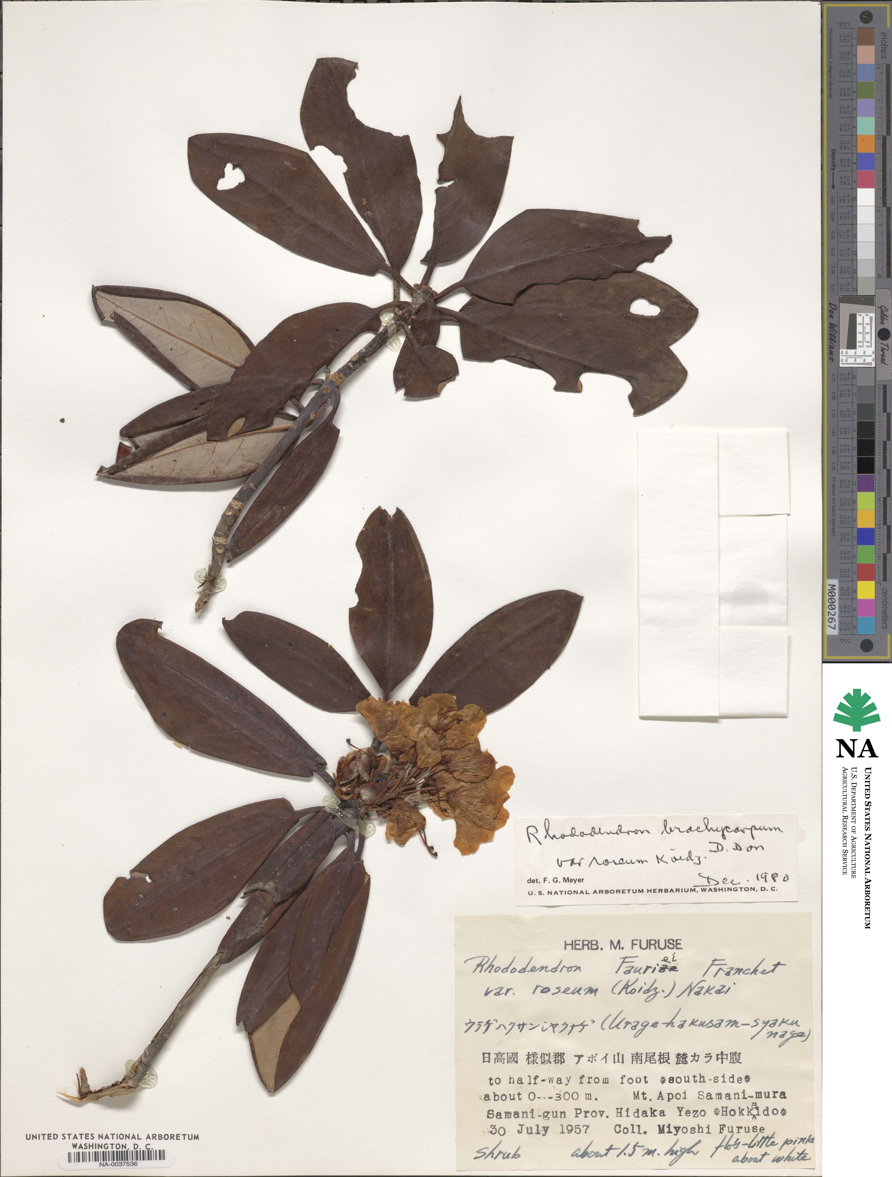 Rhododendron brachycarpum subsp. brachycarpum image