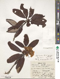 Rhododendron brachycarpum subsp. brachycarpum image