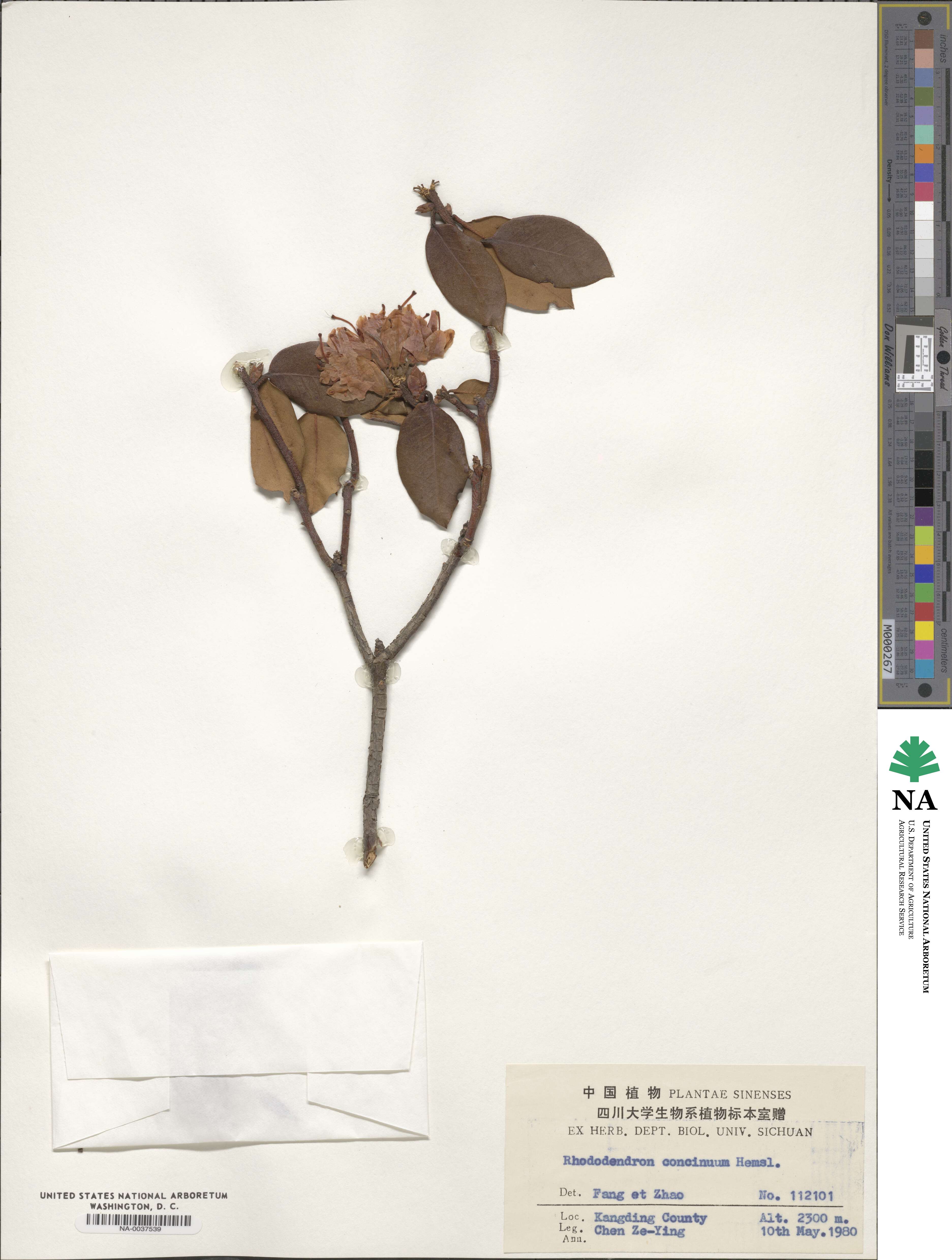 Rhododendron concinnum image