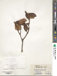 Rhododendron concinnum image