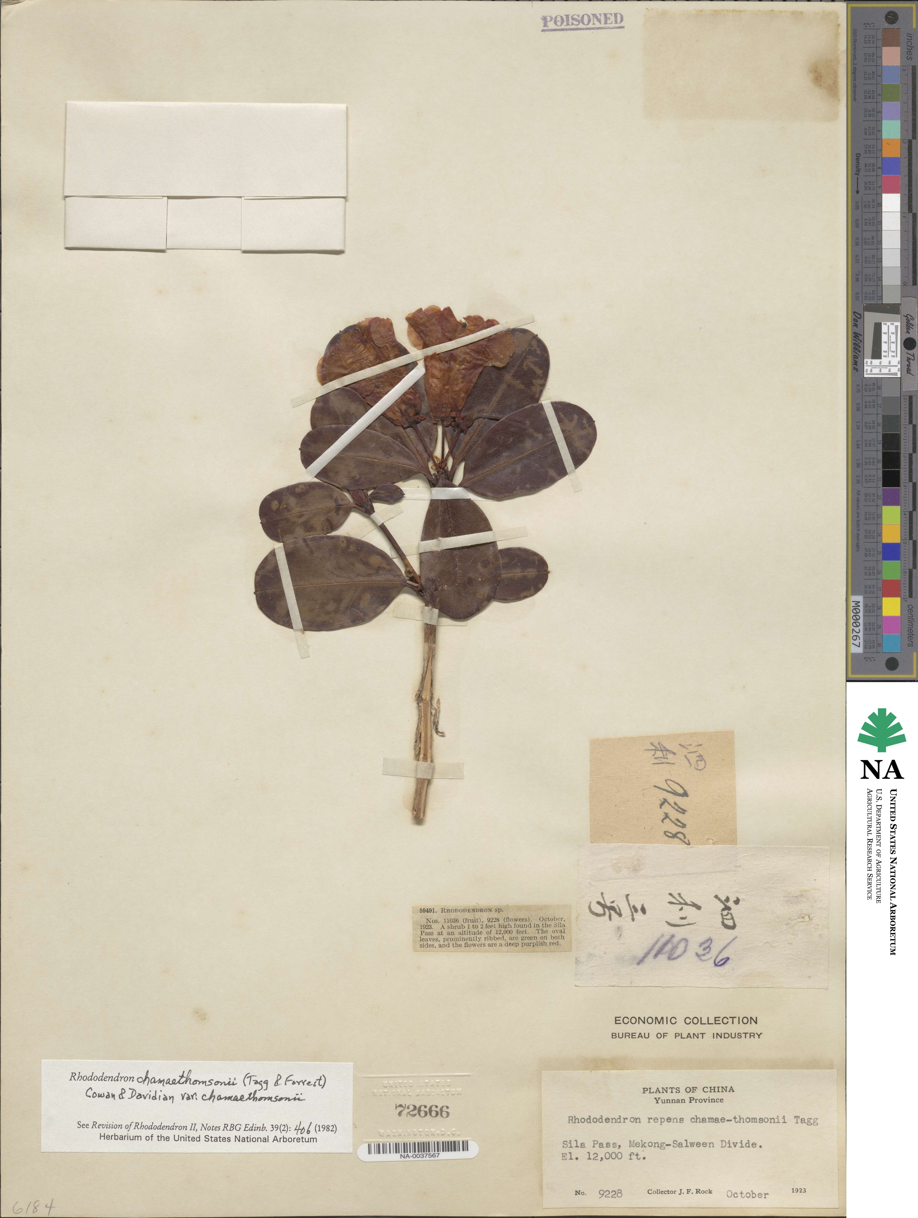 Rhododendron chamaethomsonii image