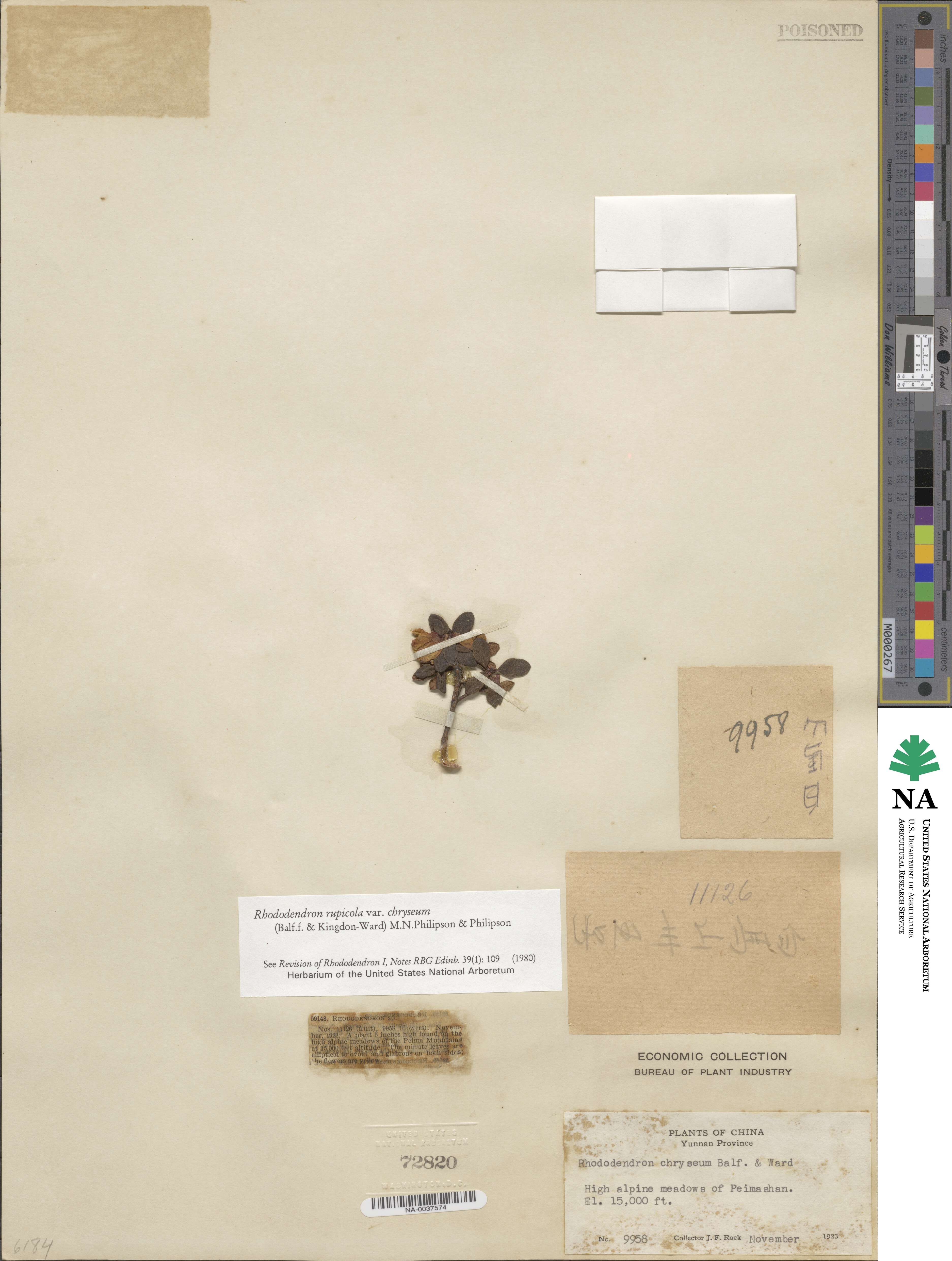 Rhododendron rupicola var. chryseum image