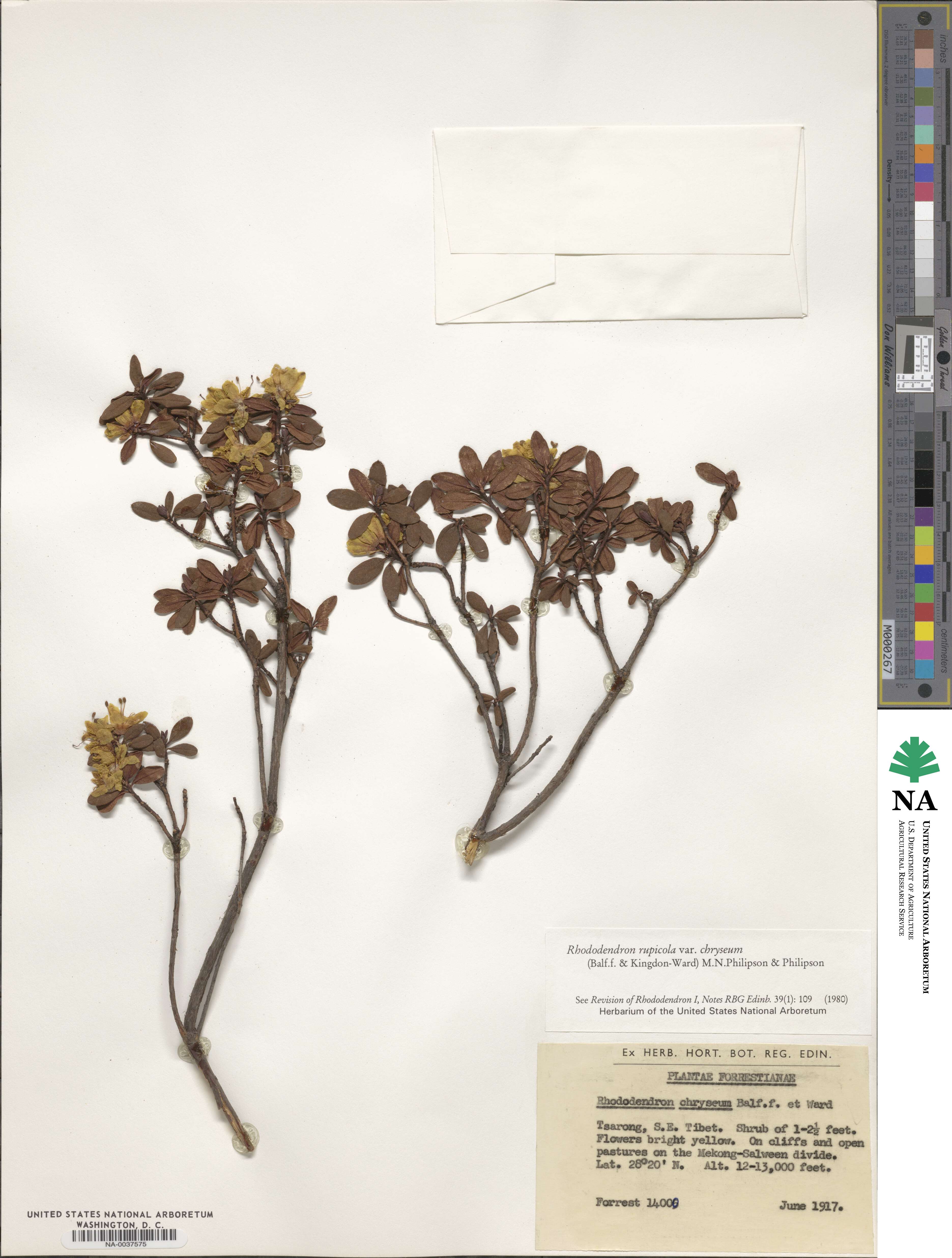 Rhododendron rupicola image