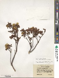 Rhododendron rupicola var. chryseum image