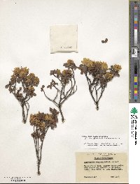 Rhododendron rupicola var. chryseum image