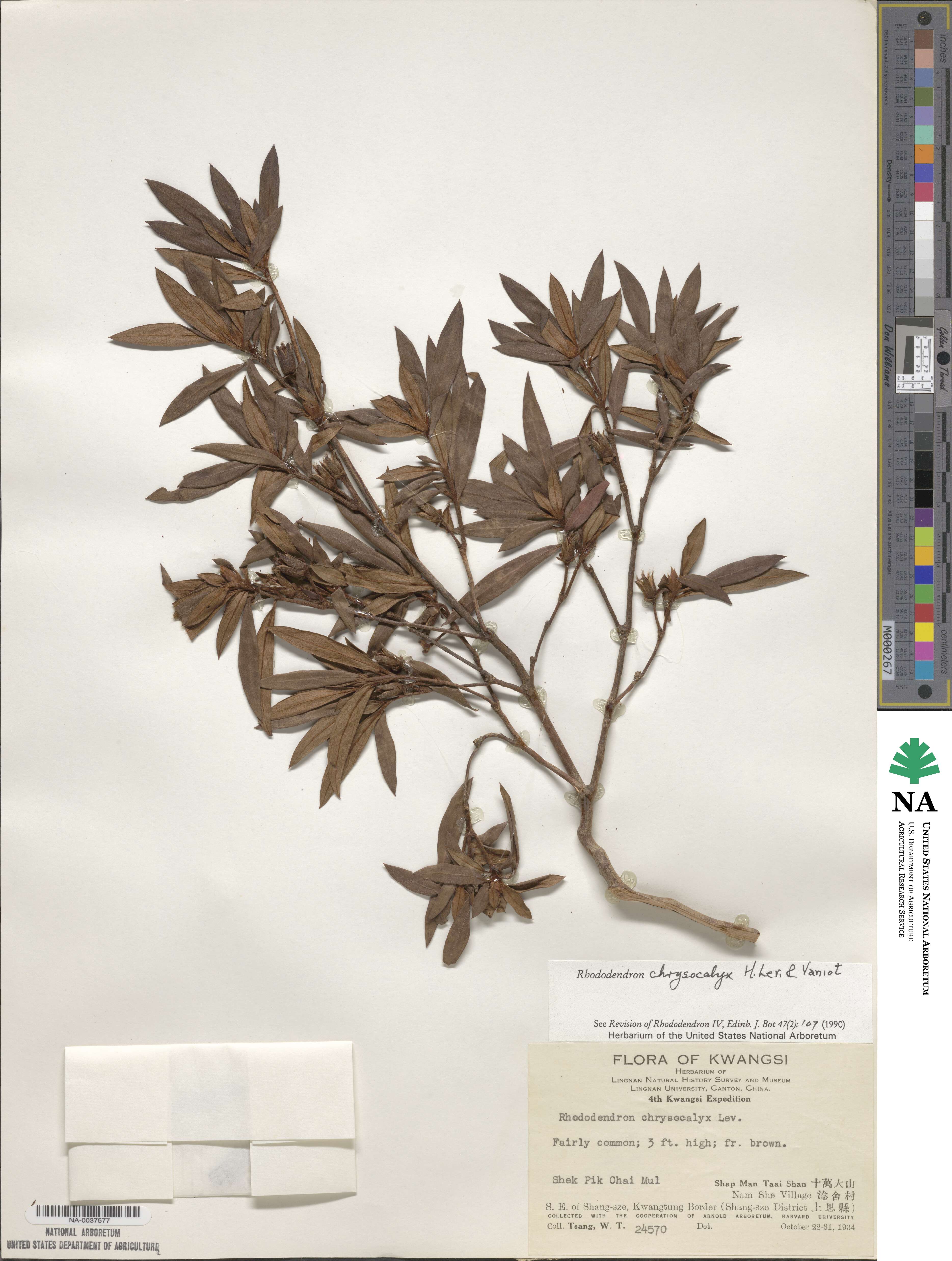Rhododendron chrysocalyx image