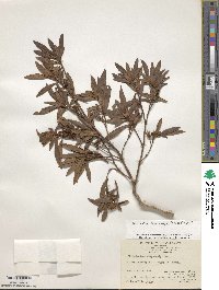 Rhododendron chrysocalyx image