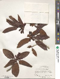 Rhododendron cinnabarinum image