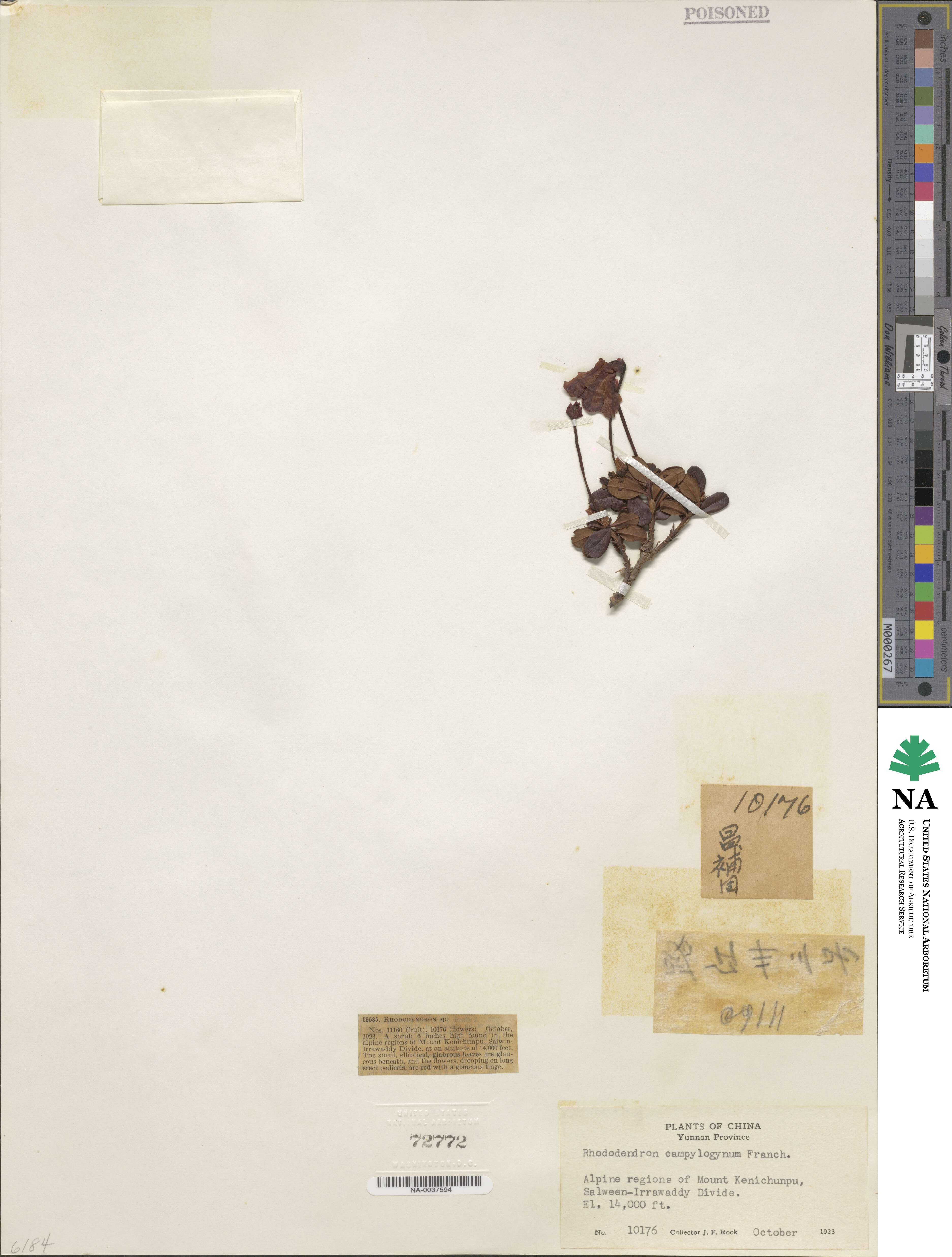 Rhododendron campylogynum image