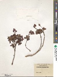 Rhododendron campylogynum image