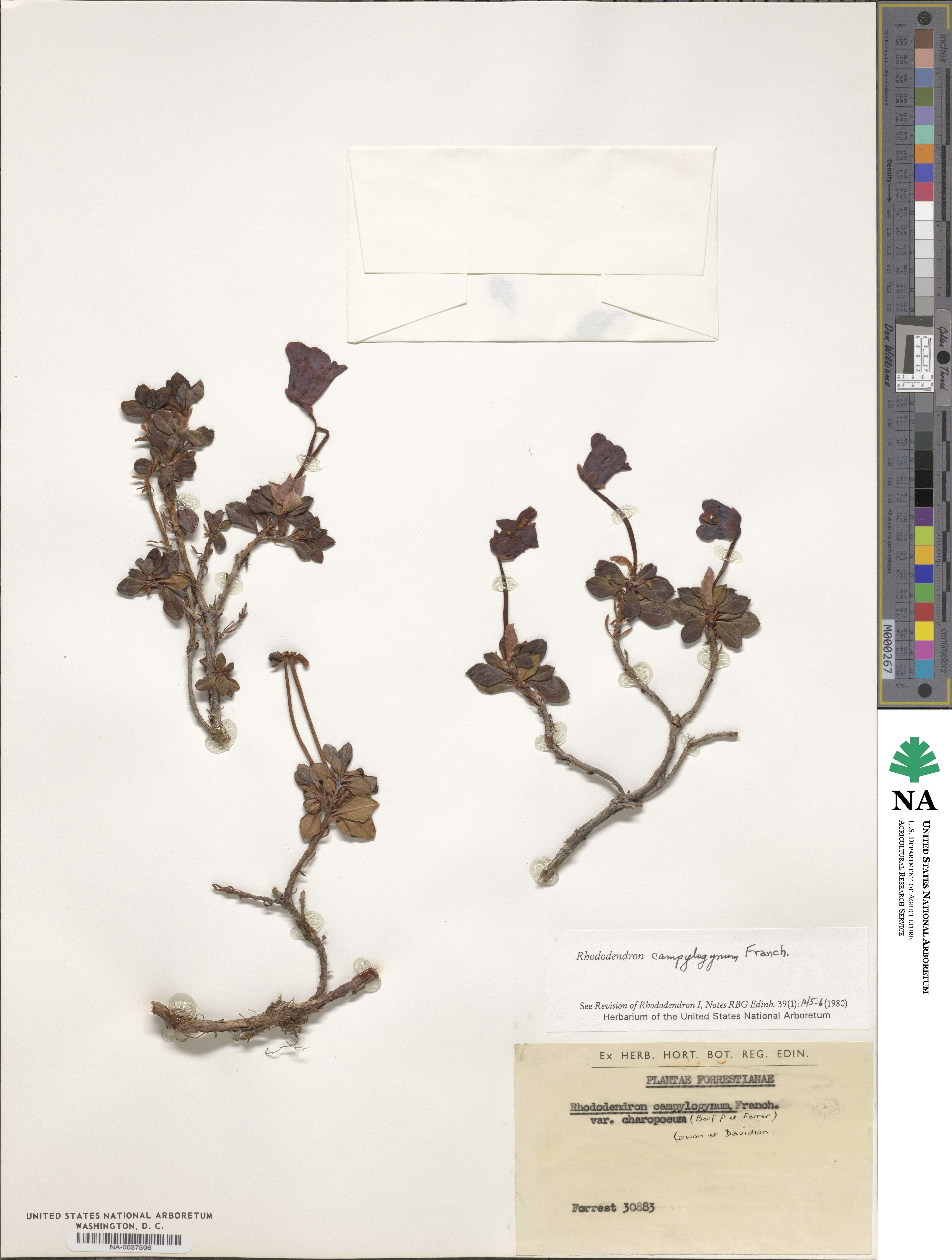 Rhododendron campylogynum image