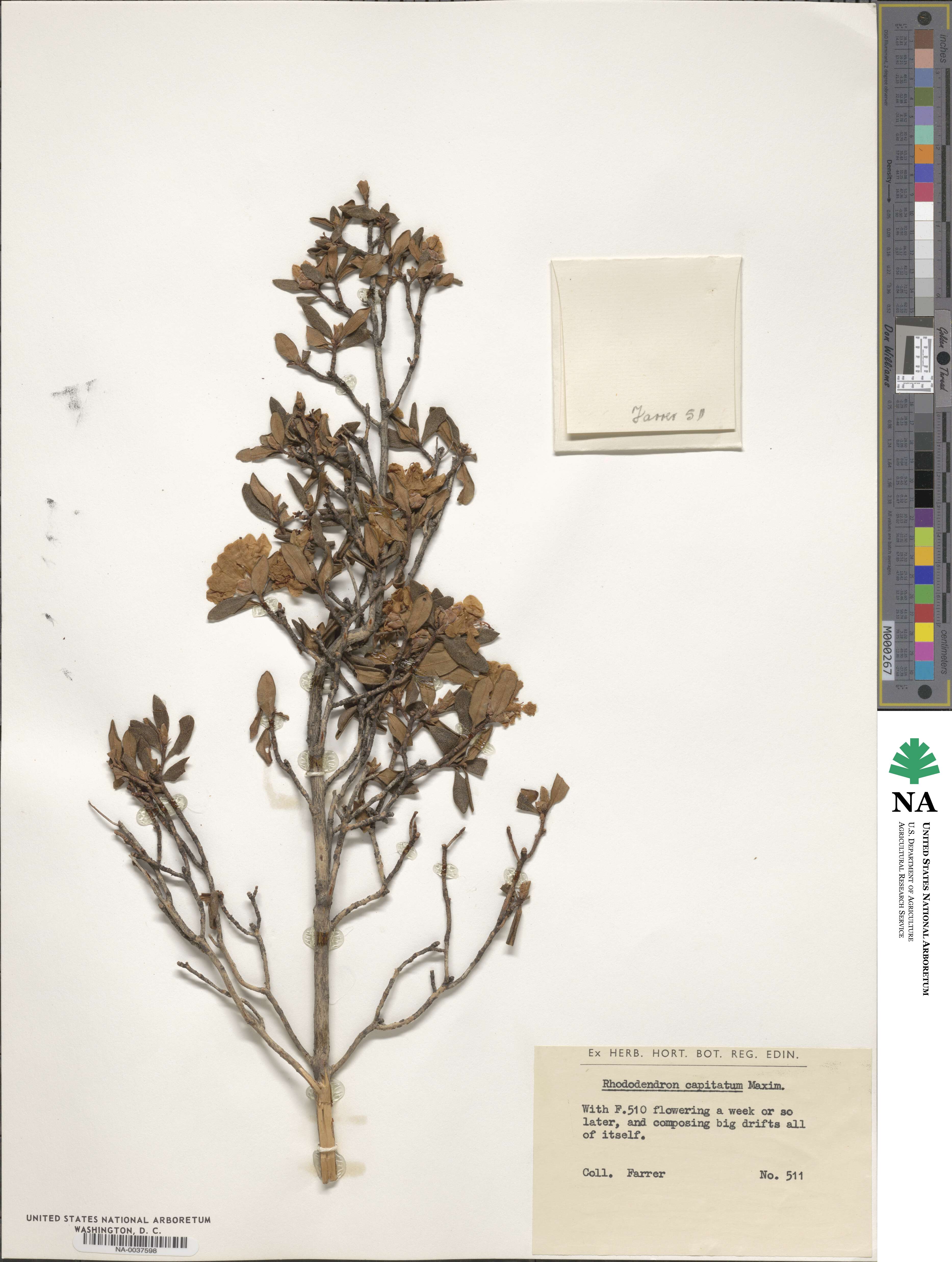 Rhododendron capitatum image