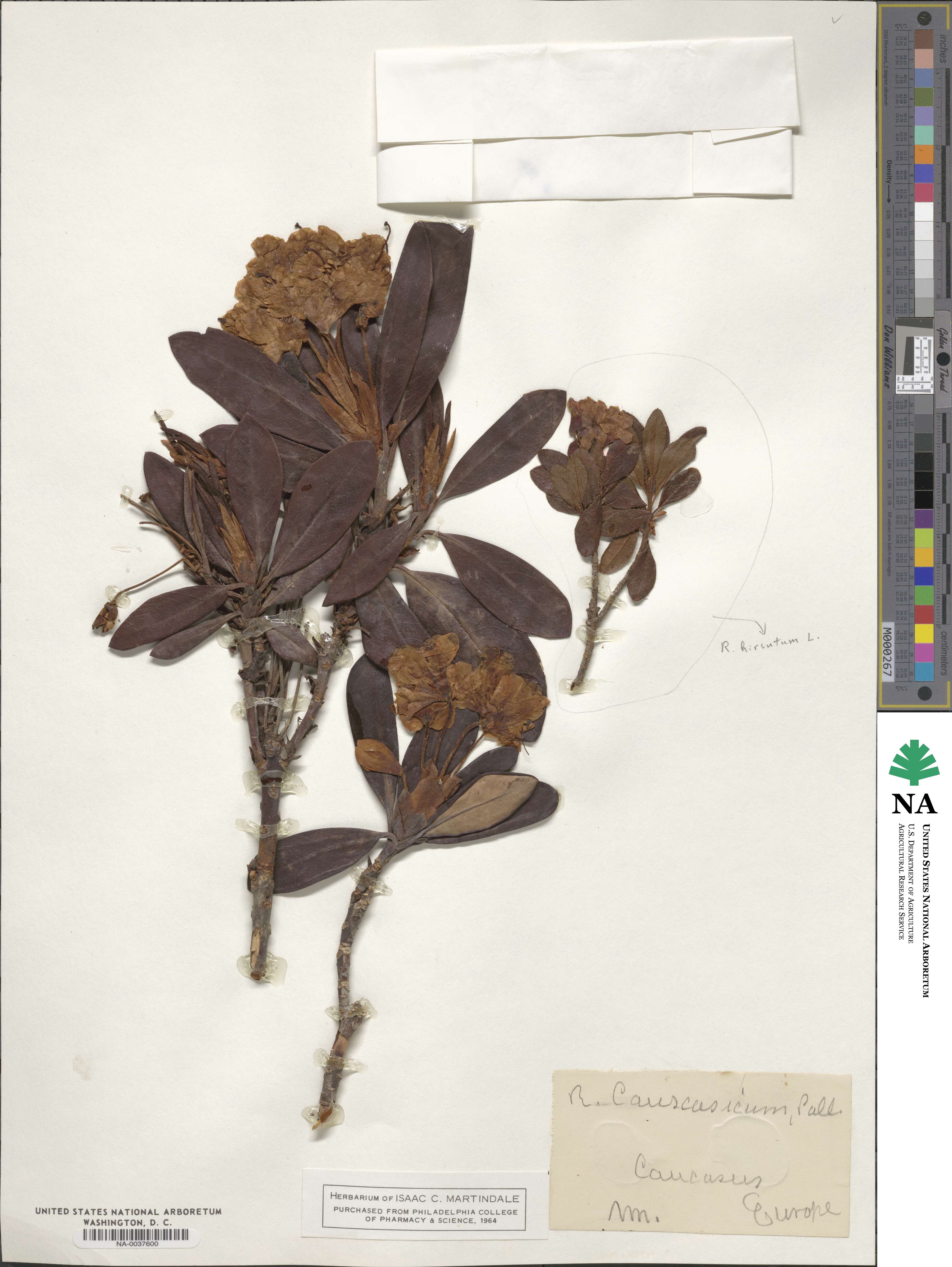 Rhododendron caucasicum image