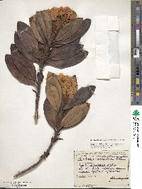 Rhododendron caucasicum image